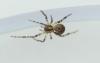 Theridion pictum